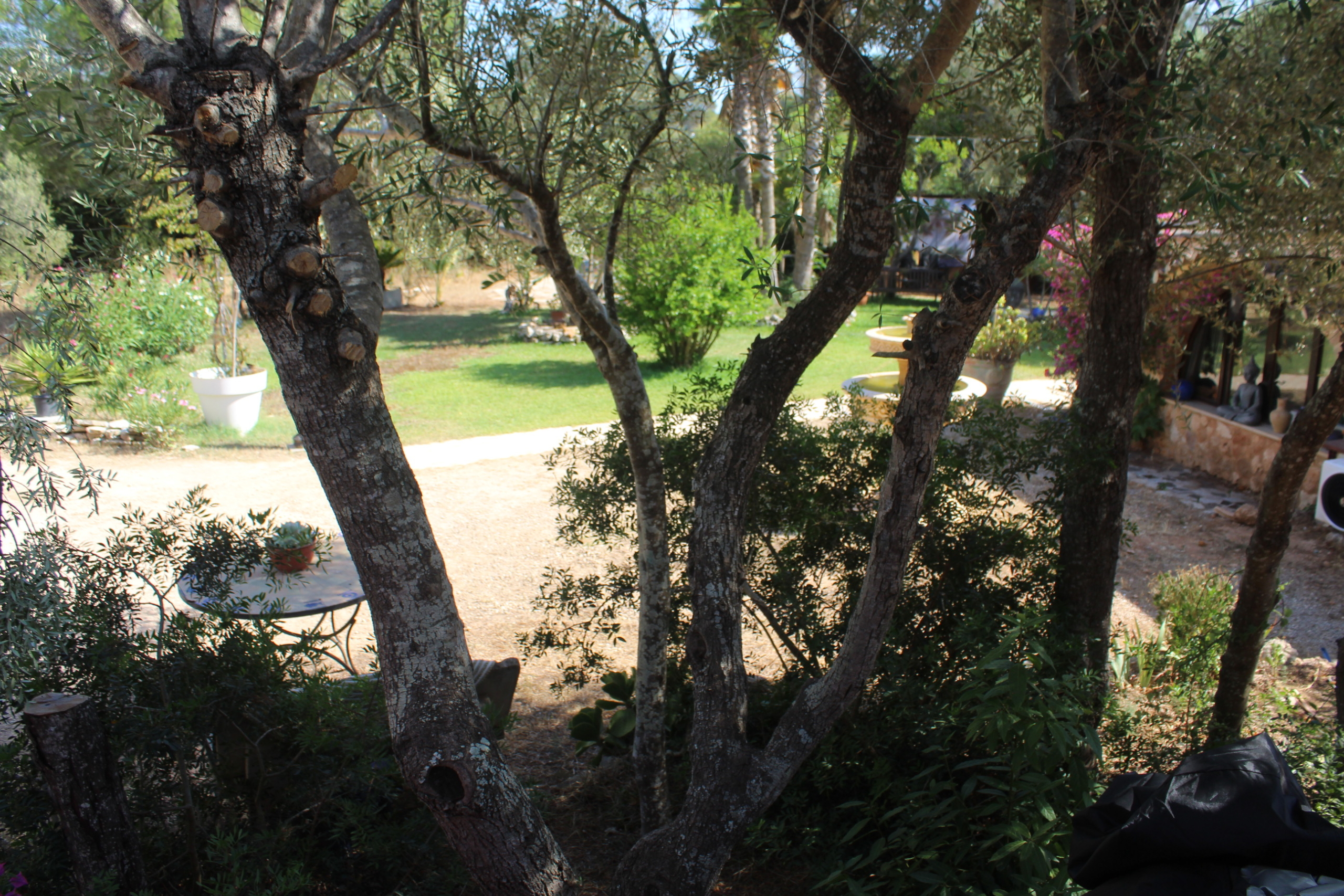 IMG_8386 Spain-A self-sufficient Mediterranean finca with land, guest accommodation and exceptional lifestyle potential in Mallorca – SP0315